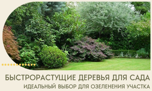 Быстрорастущие деревья для сада идеальный выбор в Твери