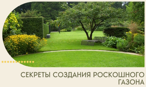 Секреты создания роскошного газона в Твери